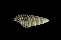 藏品(燒酒海蜷)的圖片